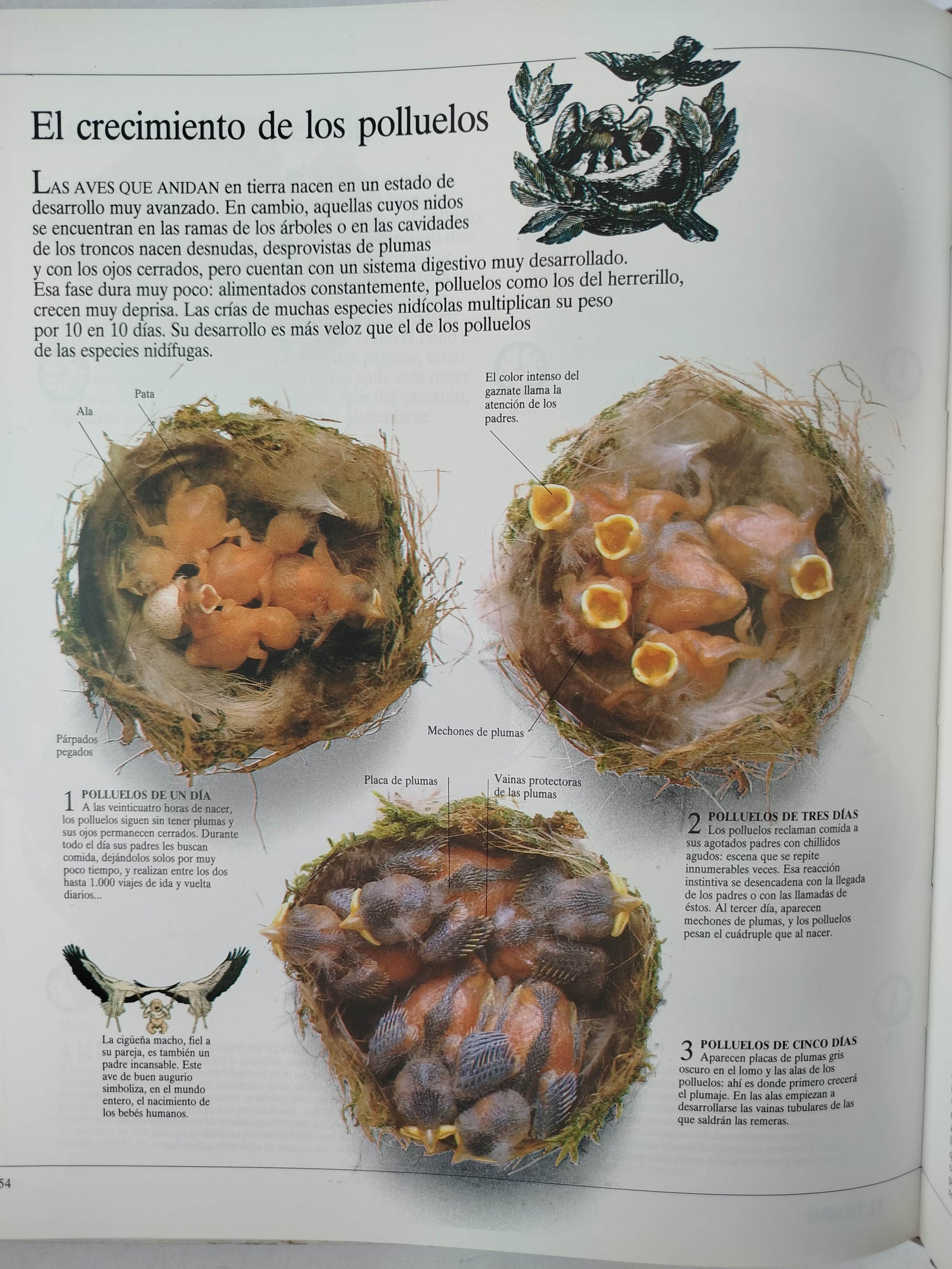 Enciclopedia Visual Seres vivos 2 mundo animal by Varios