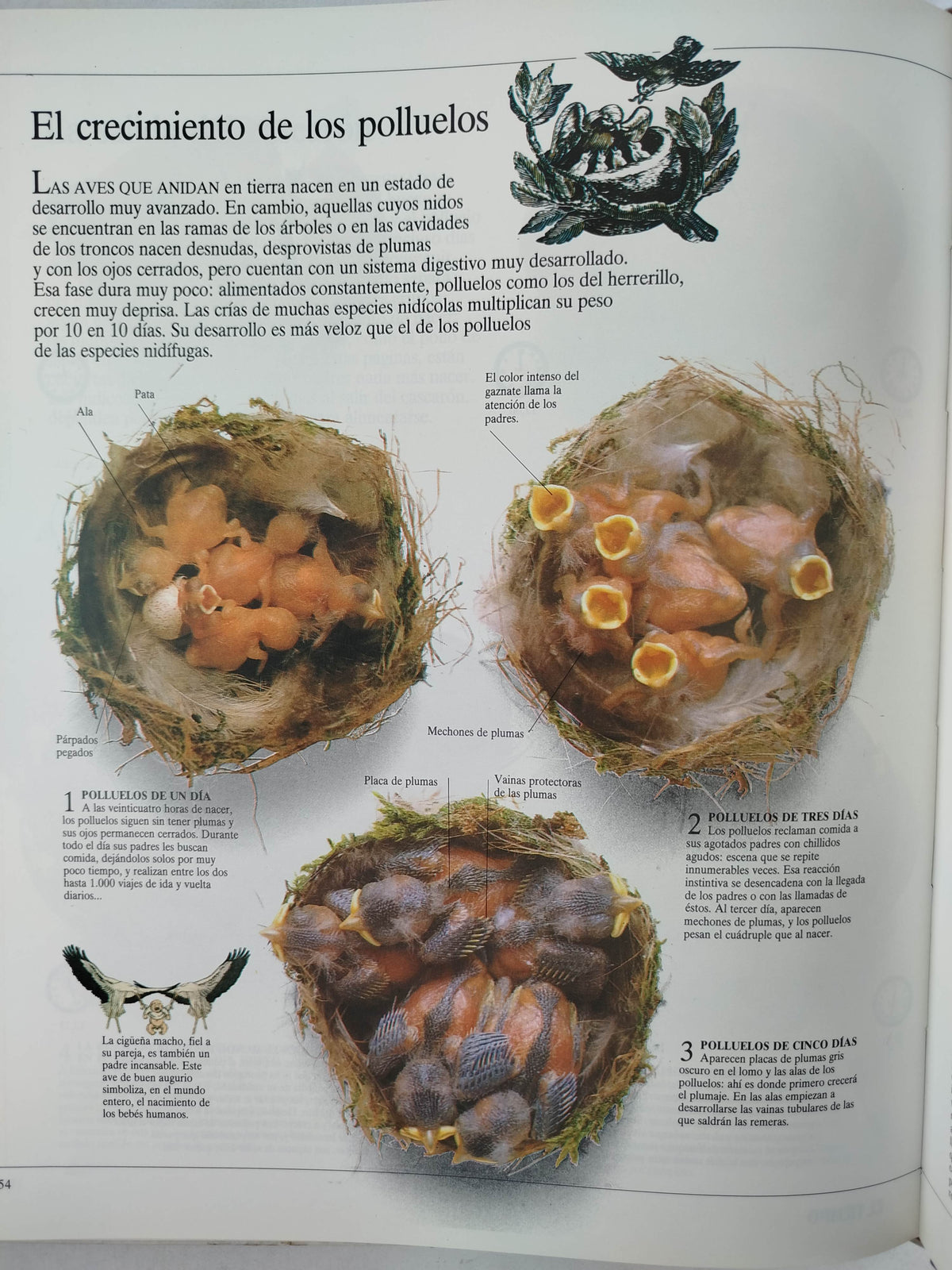 Enciclopedia Visual Seres vivos 2 mundo animal by Varios