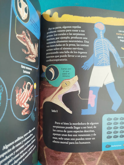 Guía secreta de anfibios y reptiles