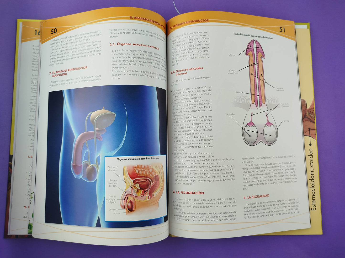 Anatomía del cuerpo humano