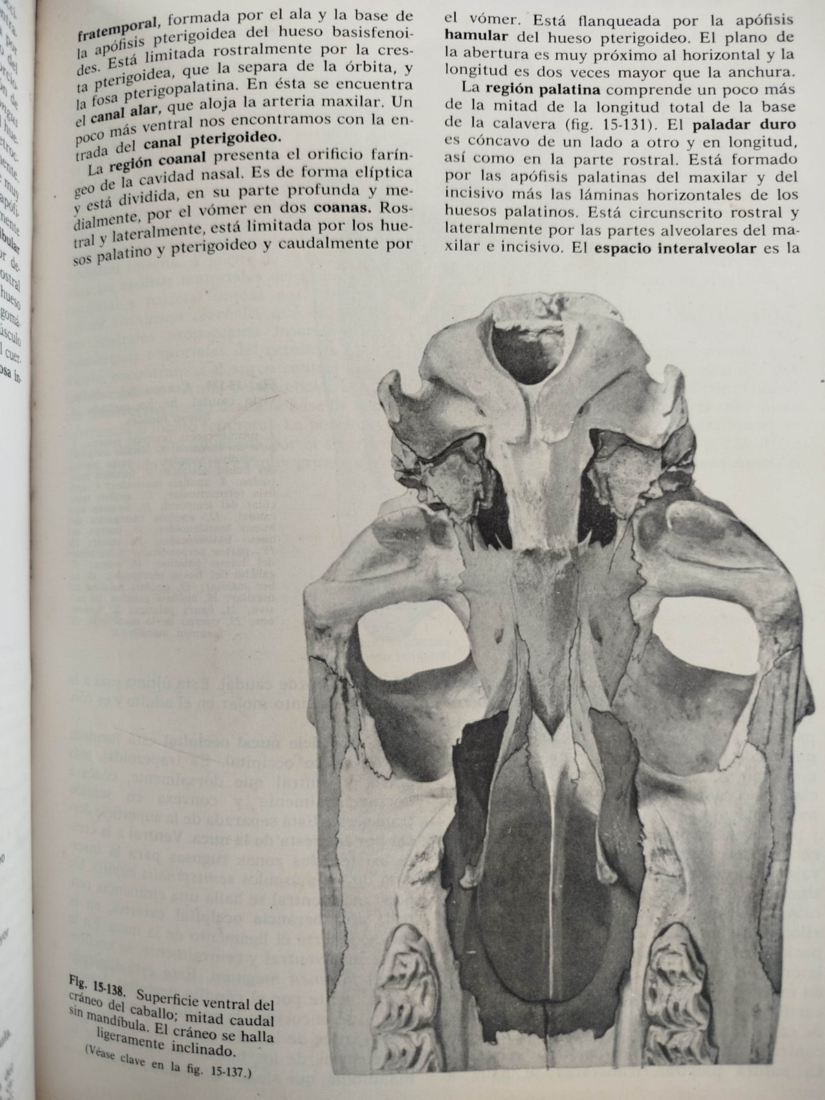Anatomía De Los Animales Domésticos 2 Tomos by Robert Louis Stevenson