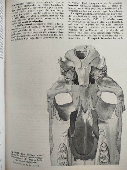 Anatomía De Los Animales Domésticos 2 Tomos by Robert Louis Stevenson