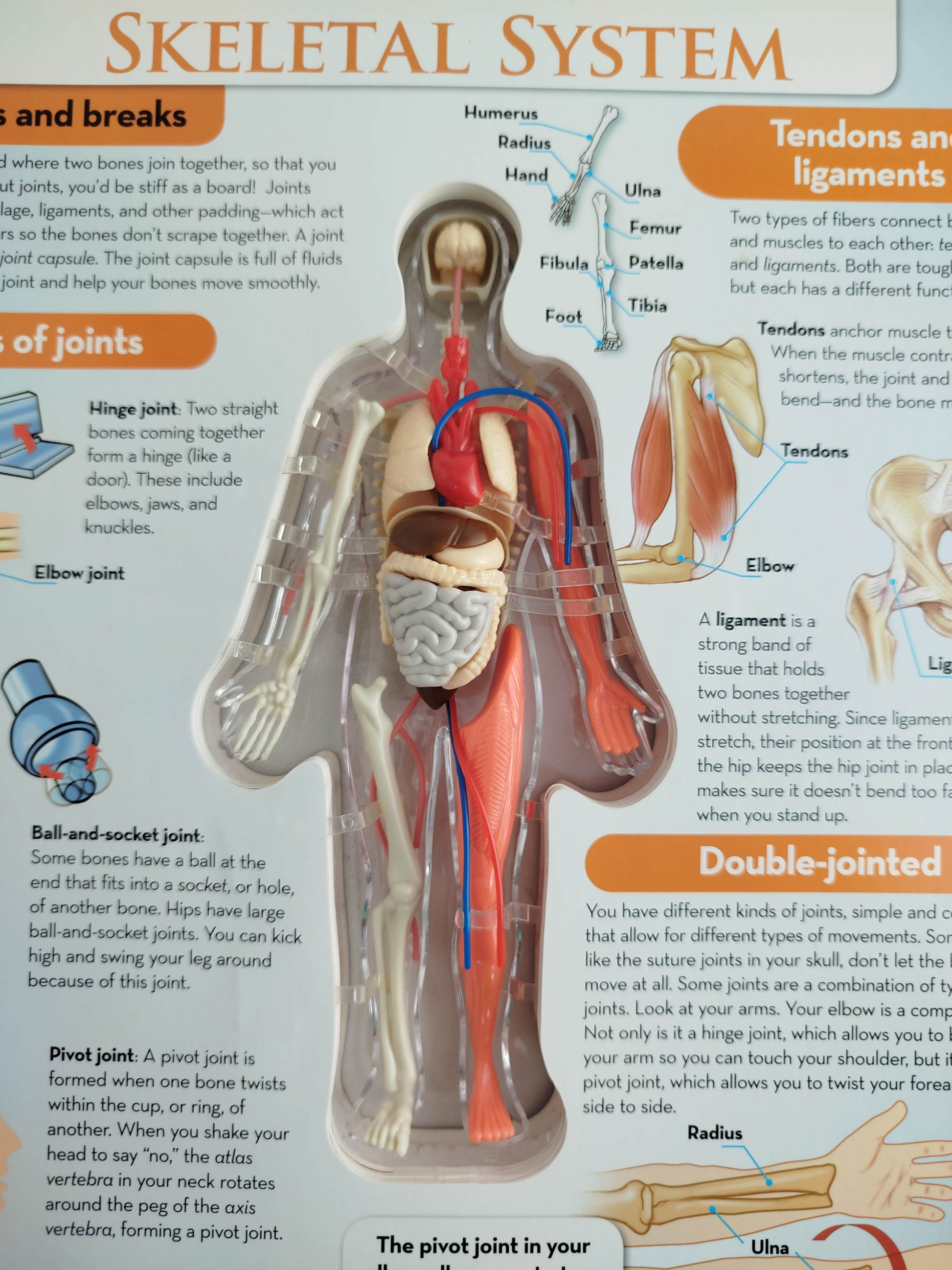 The human body by silverdolphin