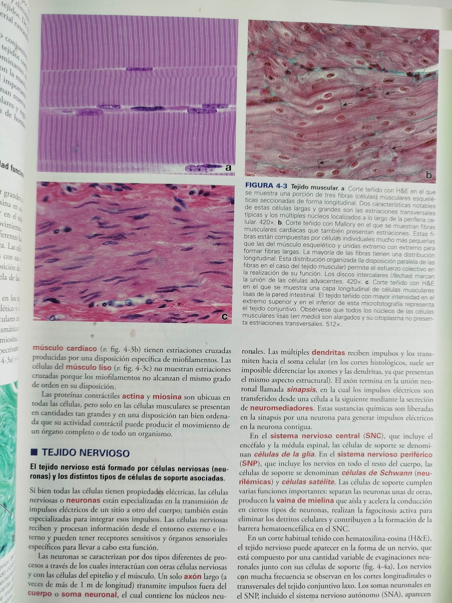 Histología texto y atlas 9 edición by Wojciech Pawlina