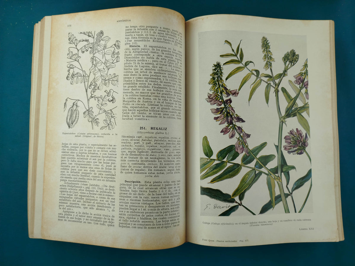 Plantas medicinales el Dioscórides renovado by Pío Font Quer
