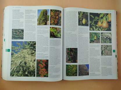 Botanica: Guia ilustrada de plantas