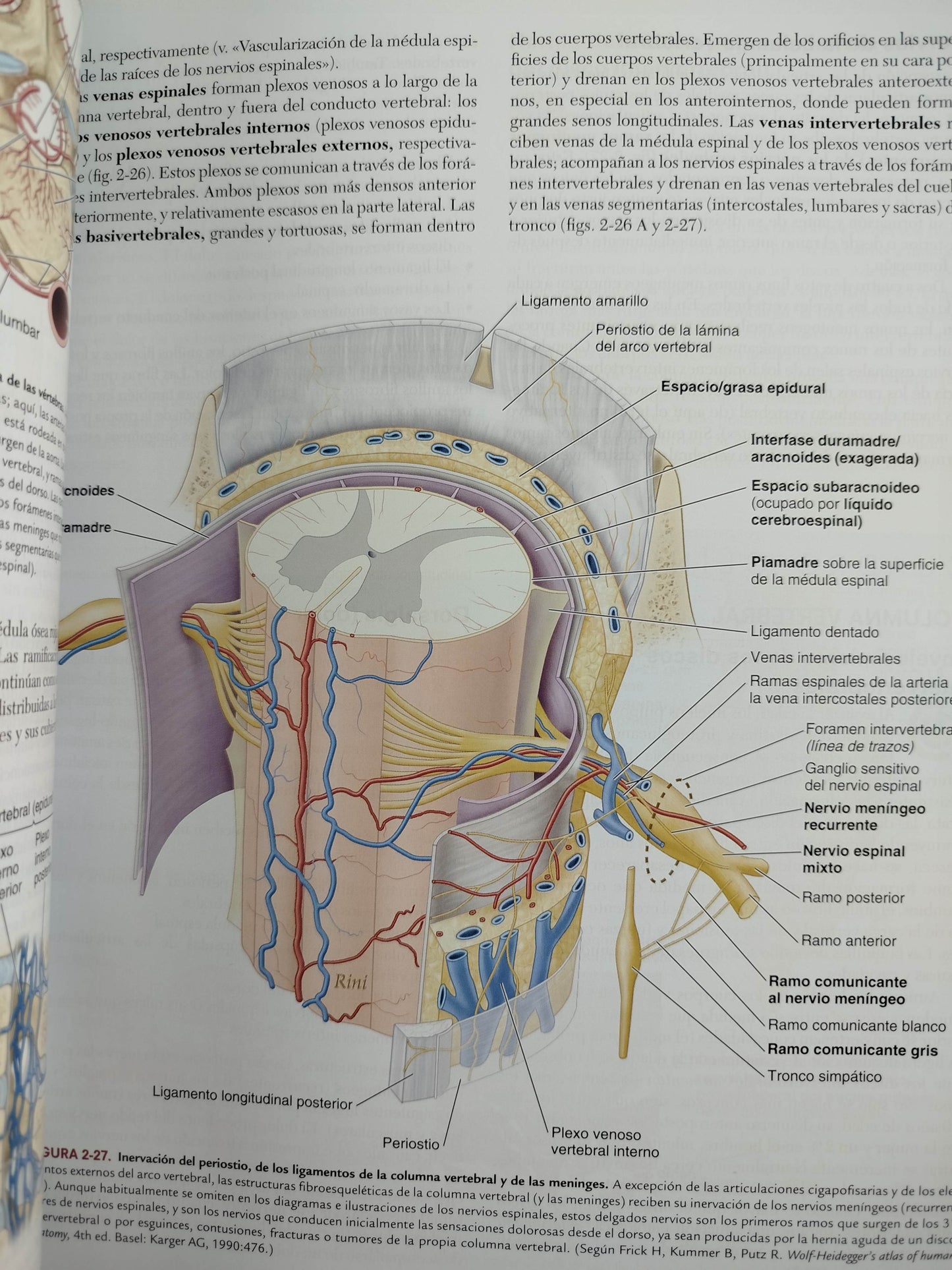 Anatomía con orientación clínica 9 edición by Keithl Moore