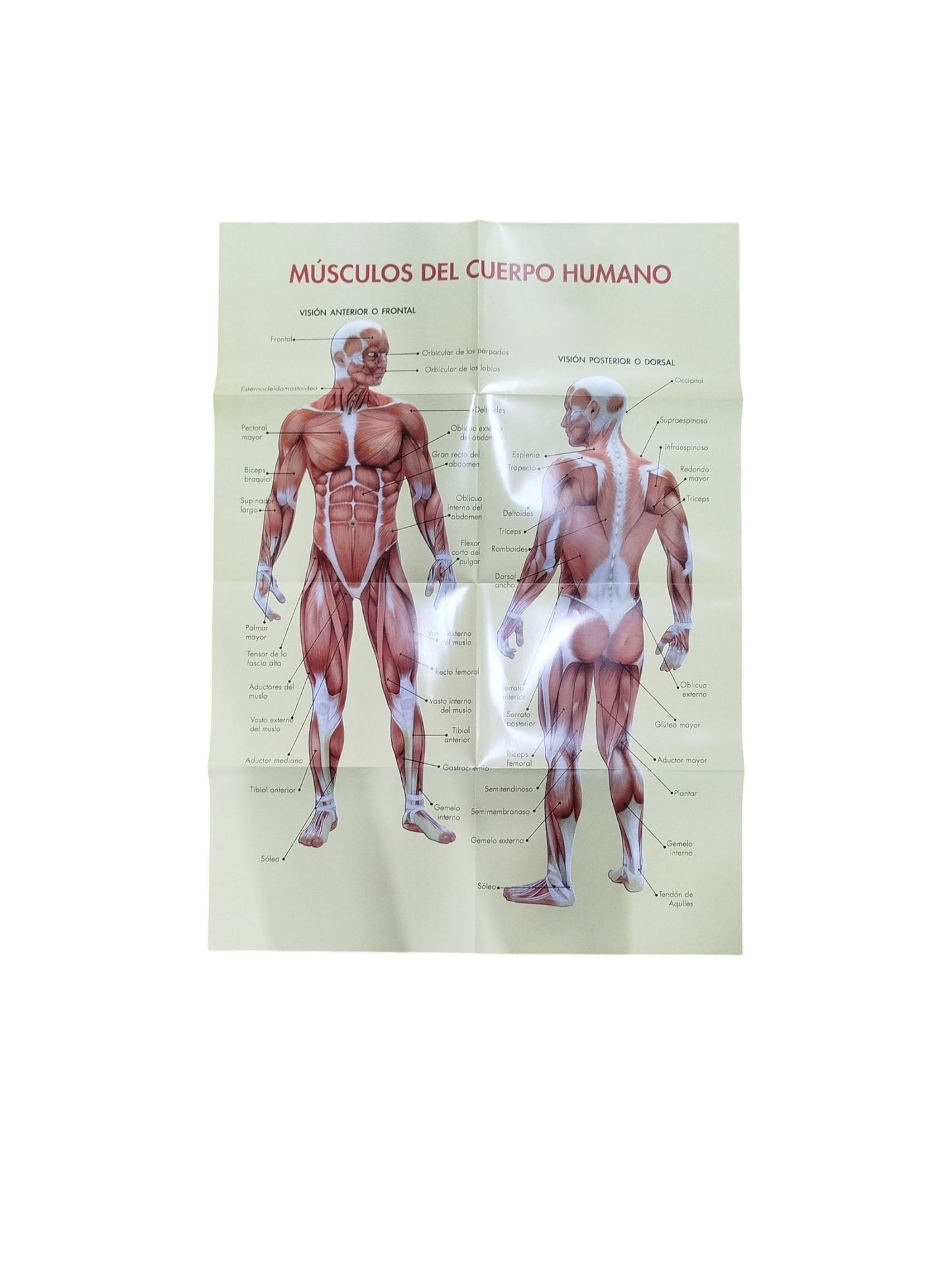 Anatomía del cuerpo humano
