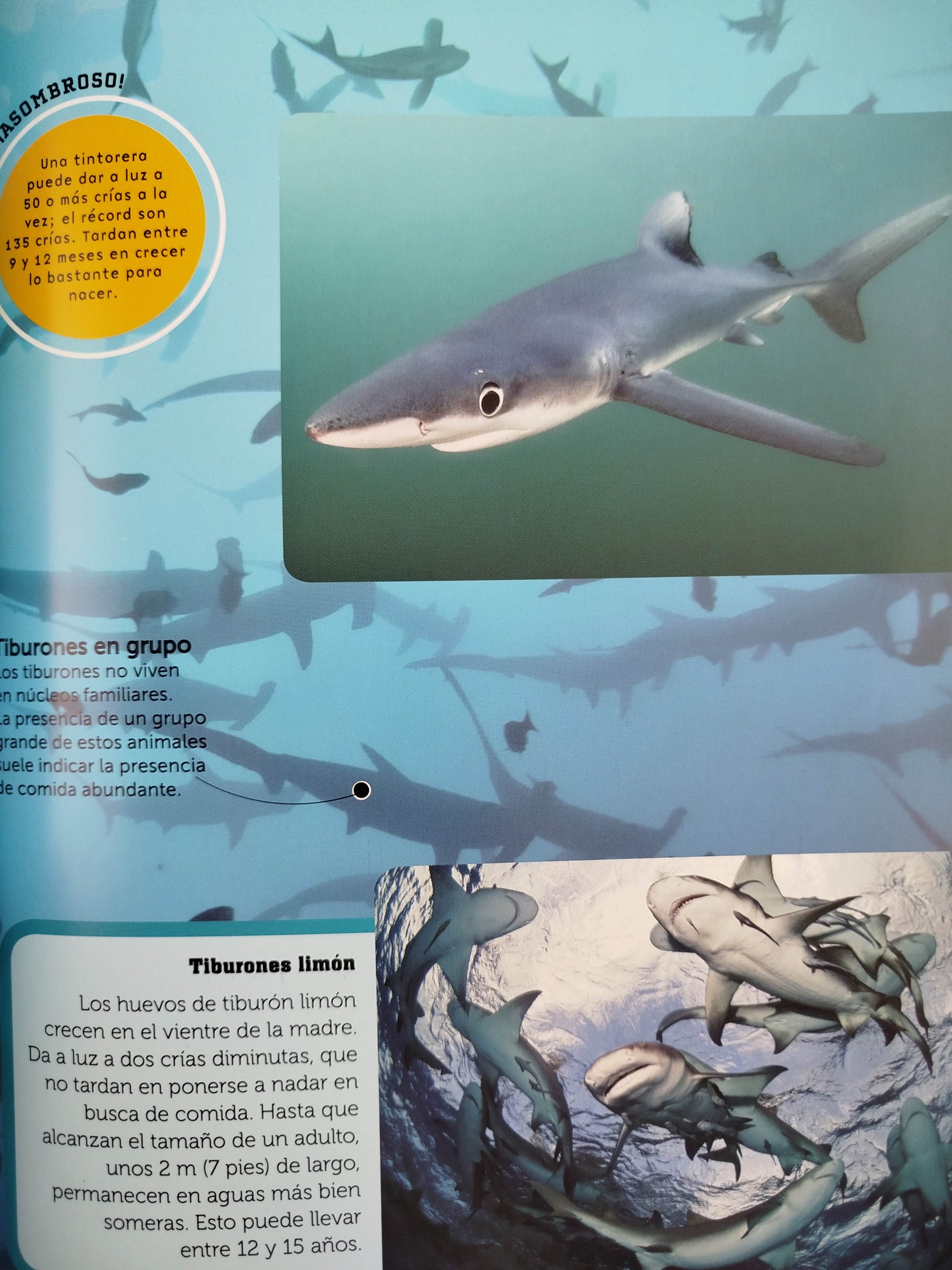 Tiburones conoce de cerca los depredadores marinos mas tímidos by Parragon Books