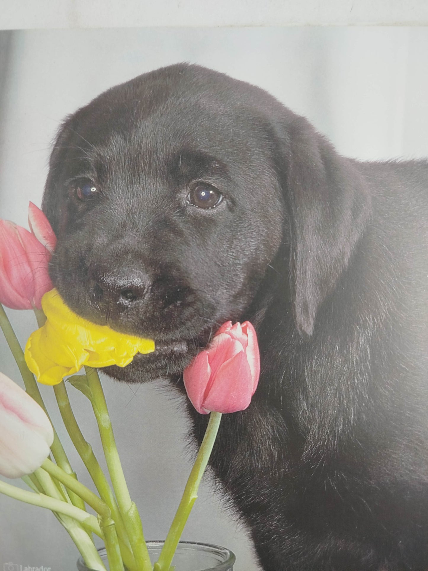 El encantador de perros 5 un perro ¿Qué perro? by Carlos Rodriguez