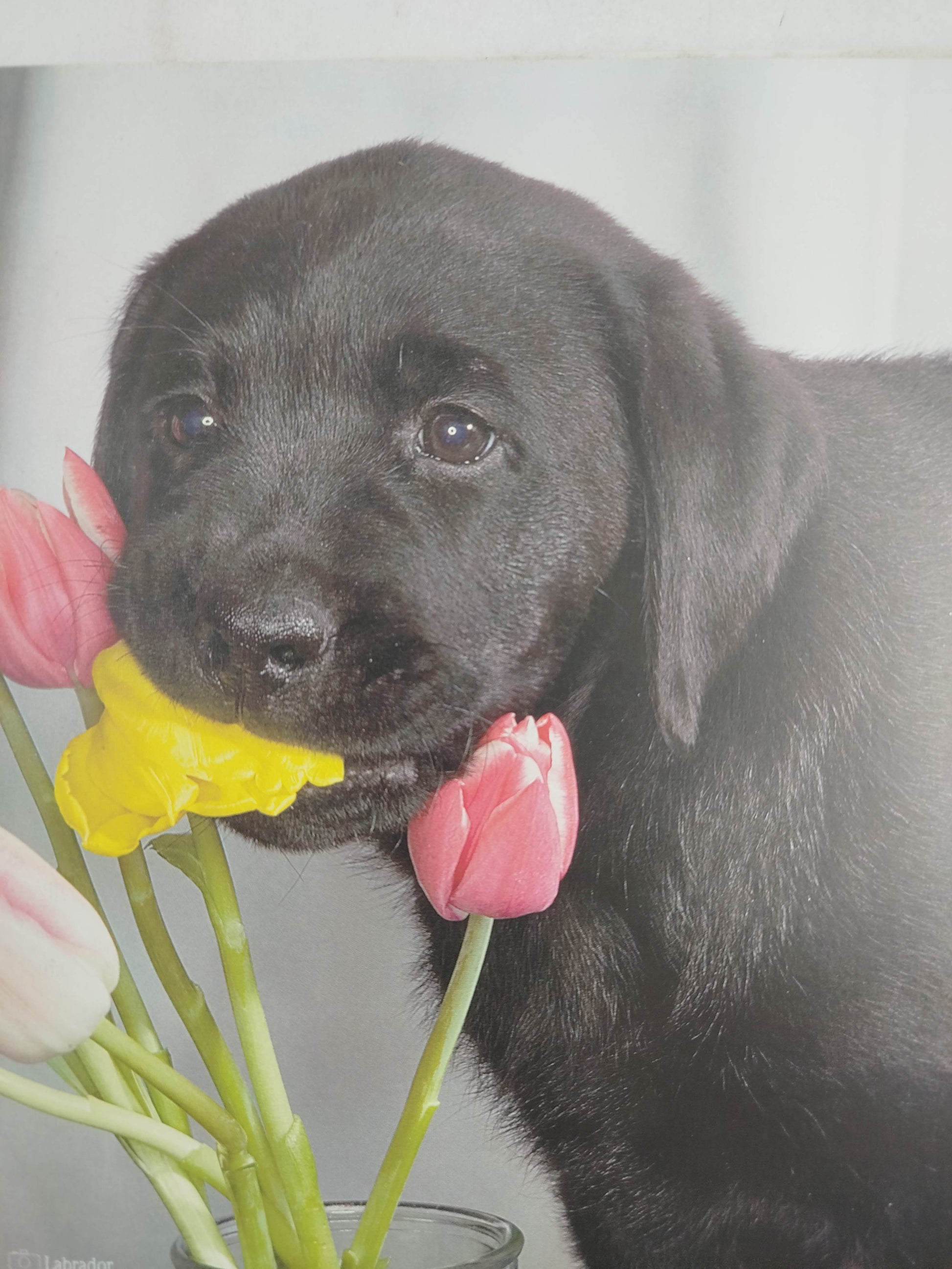 El encantador de perros 5 un perro ¿Qué perro? by Carlos Rodriguez
