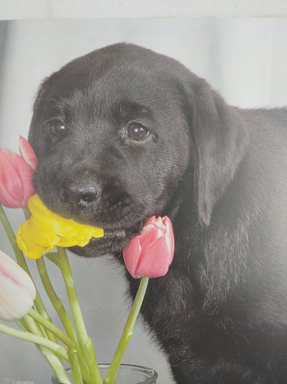 El encantador de perros 5 un perro ¿Qué perro? by Carlos Rodriguez