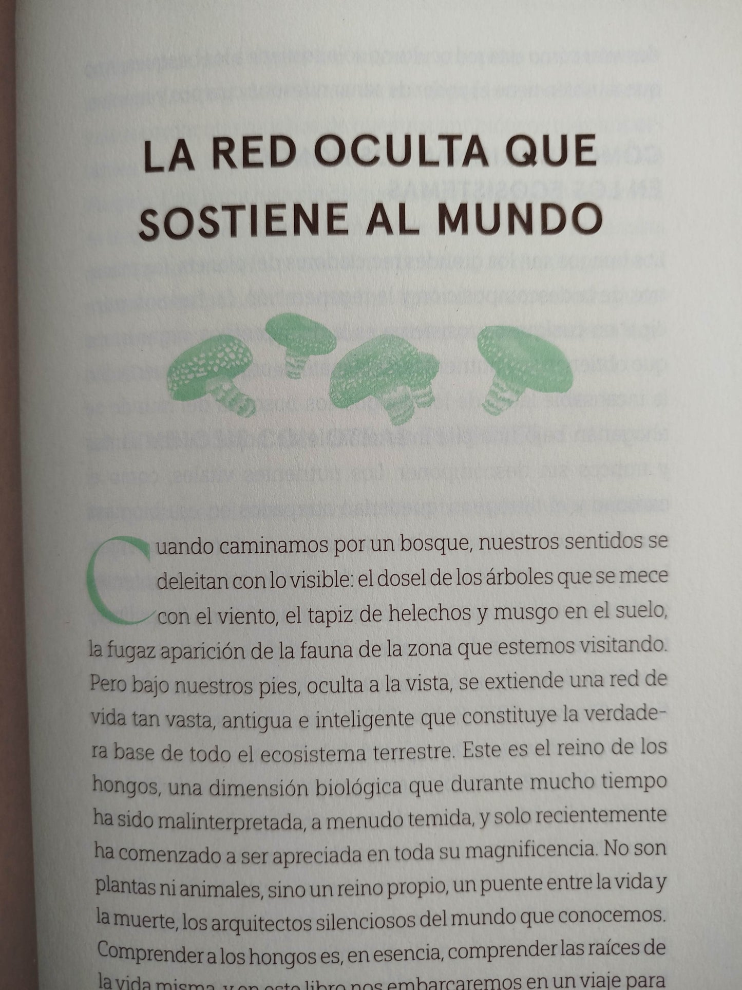 Hongos que curan by Diana Carolina Quintero Gil