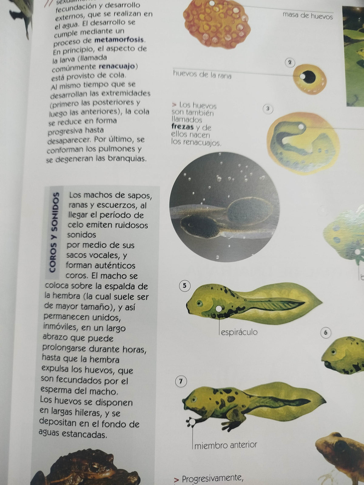 Atlas visual del reino animal by adriana cuenca