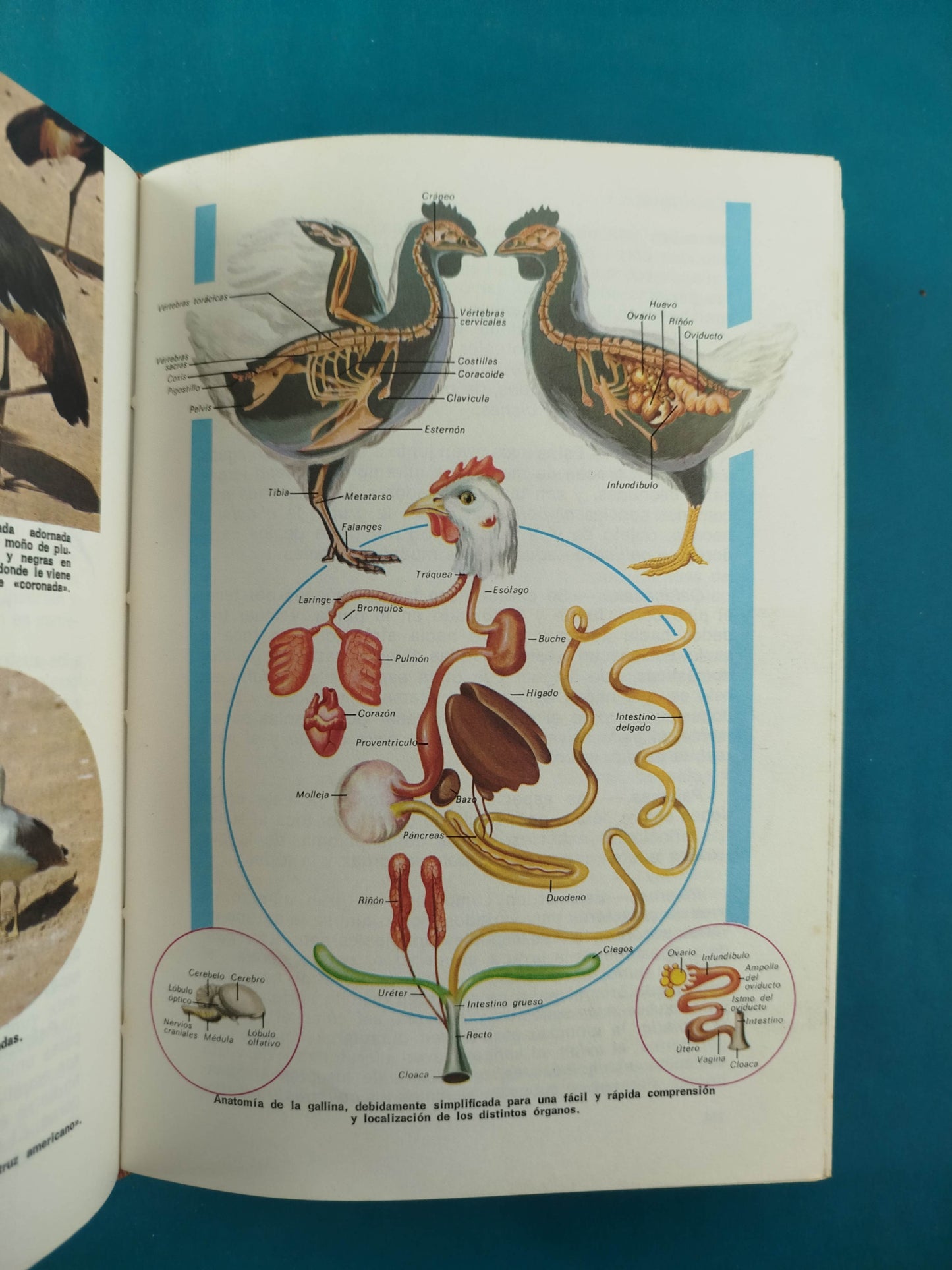 Ciencias físicas y naturales