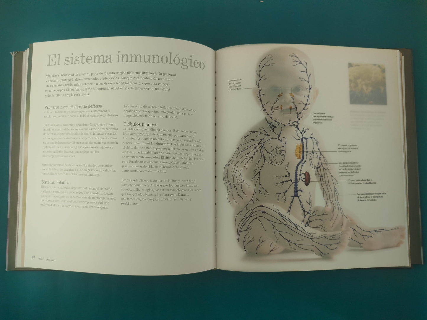 Bebés la maravillosa historia de los dos primeros años de vida