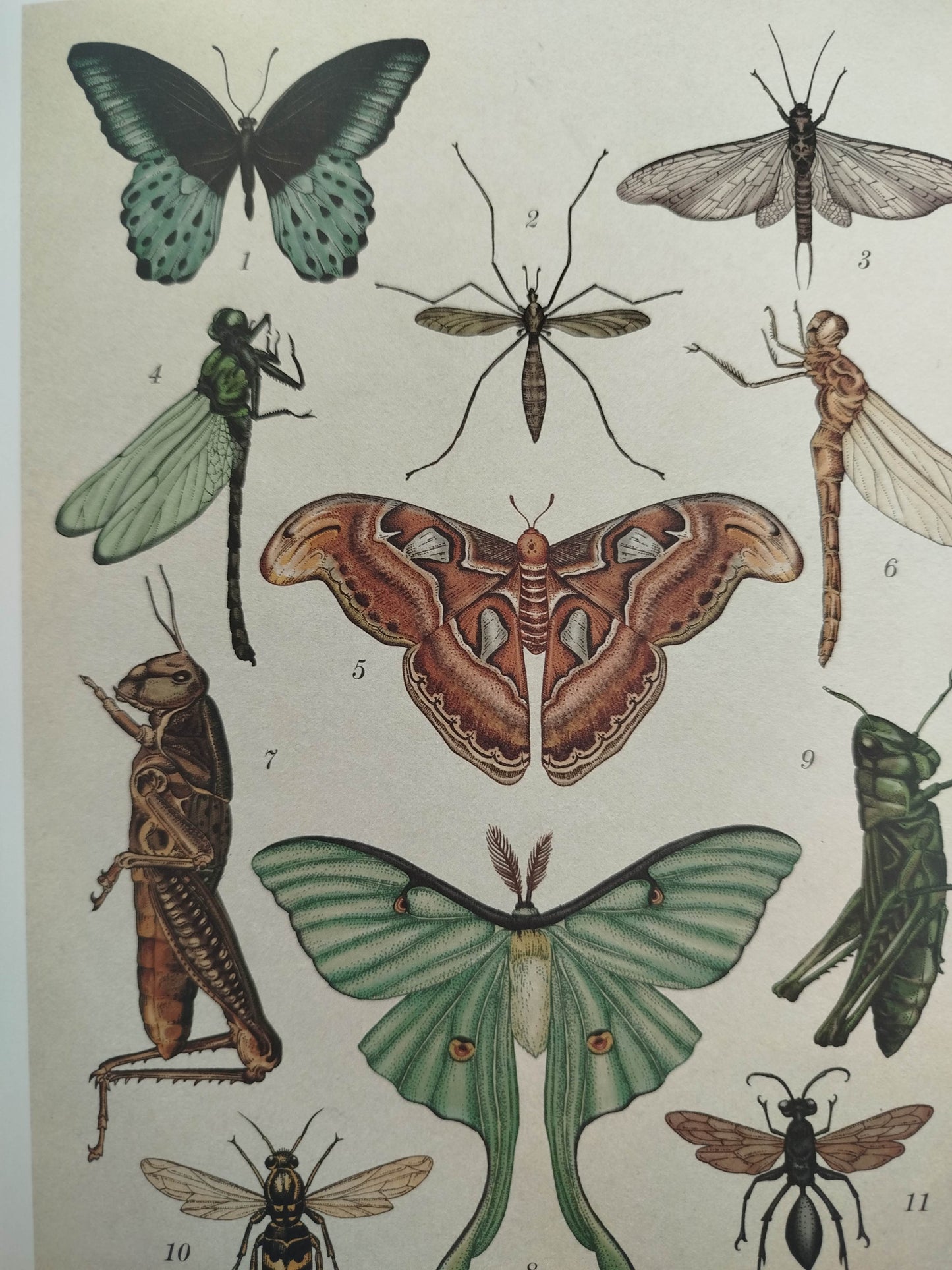 Animalium by Katie Scott