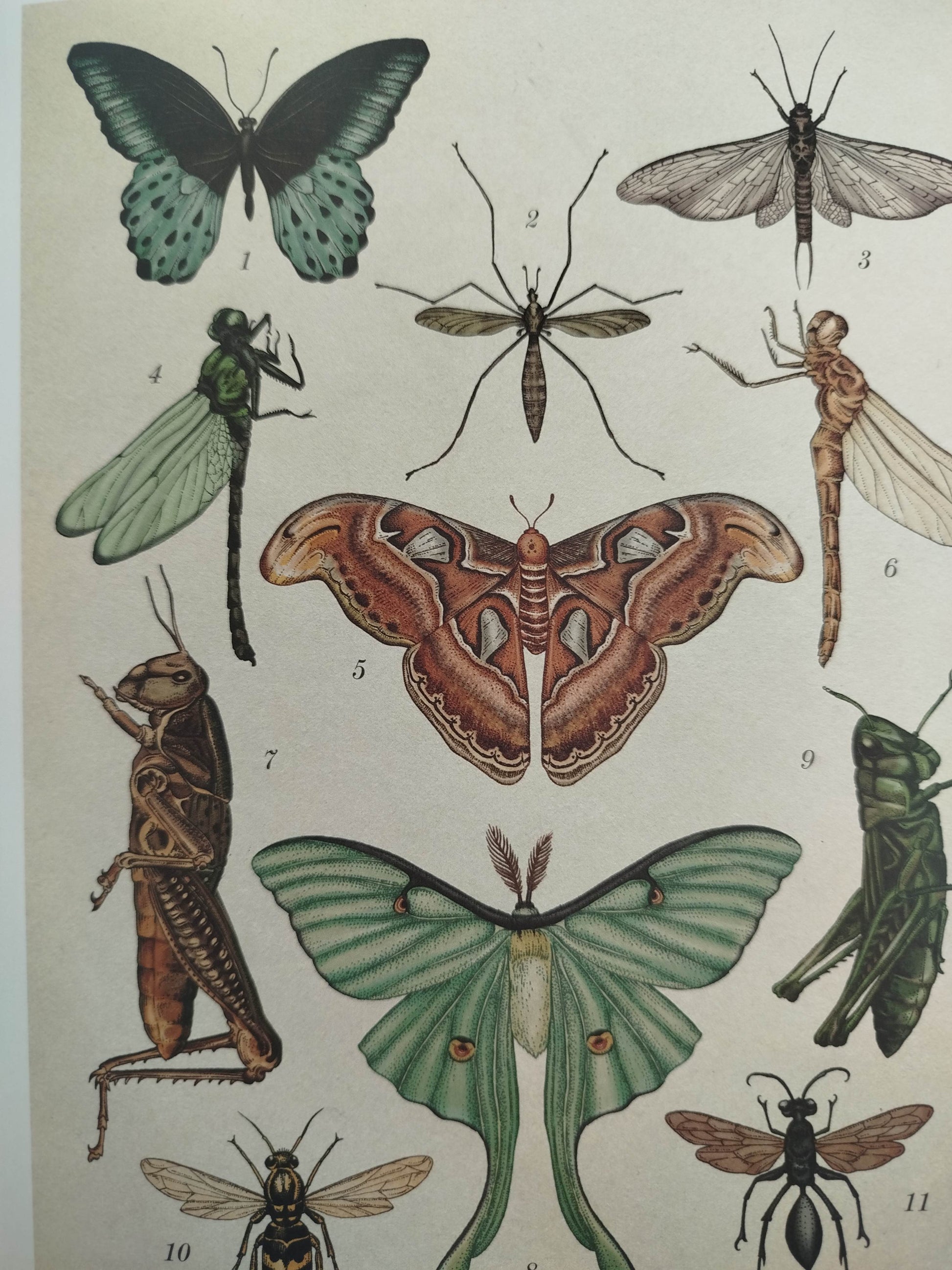 Animalium by Katie Scott