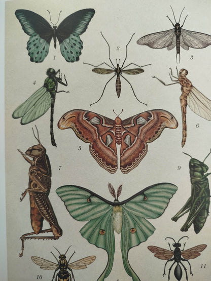 Animalium by Katie Scott