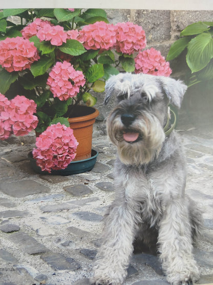 El encantador de perros 2 la alimentación by Carlos Rodriguez