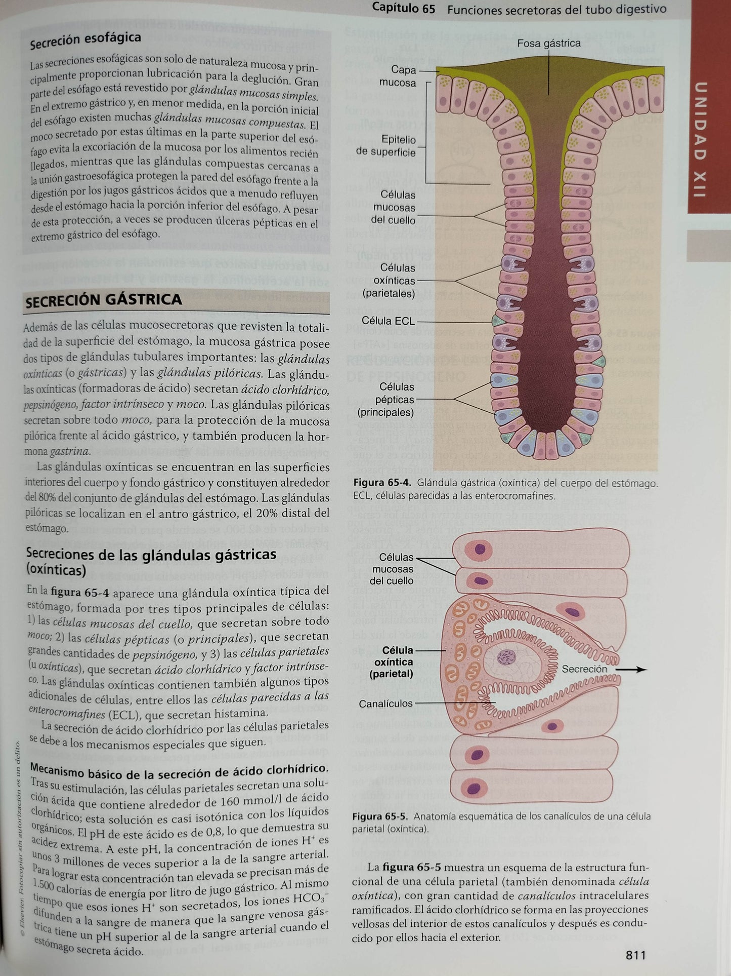 Tratado de fisiología medica 14 edición by GUYTON