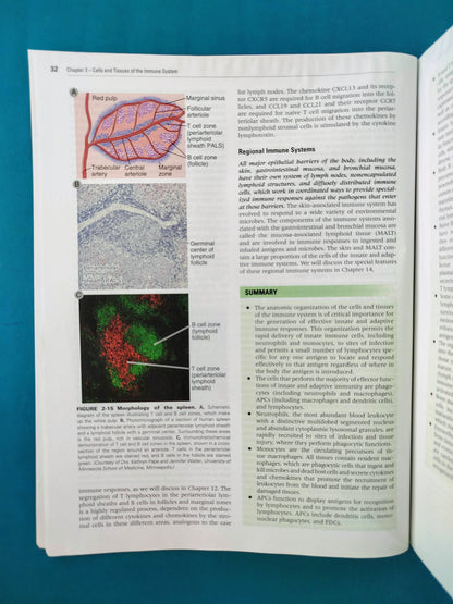 Cellular and molecular immunology eight edition