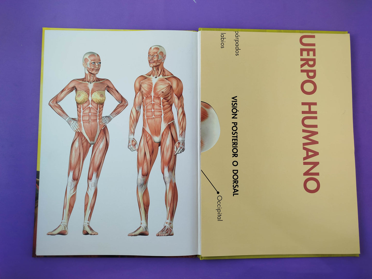 Anatomía del cuerpo humano