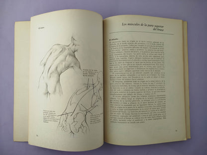 Dibujo anatómico de la figura humana
