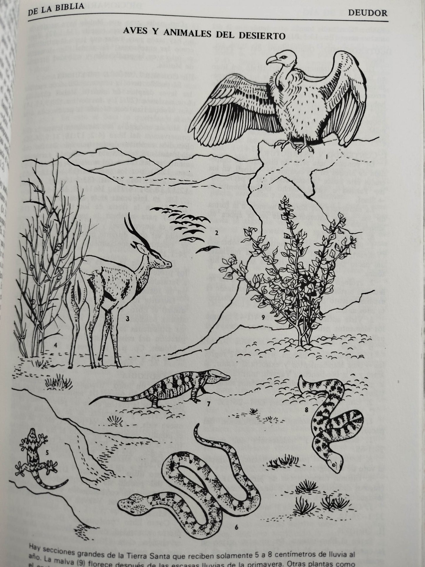 Diccionario ilustrado de la biblia by Dr Wilton M Nelson