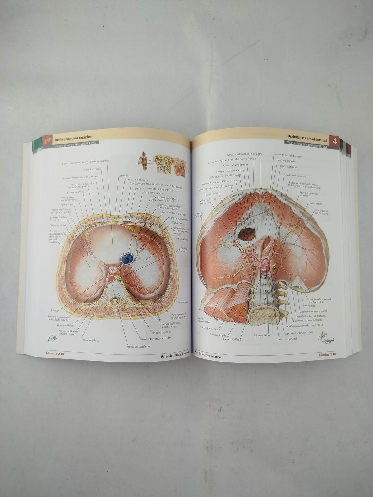 Mini-Netter atlas de anatomía humana 8 edición by frank h netter