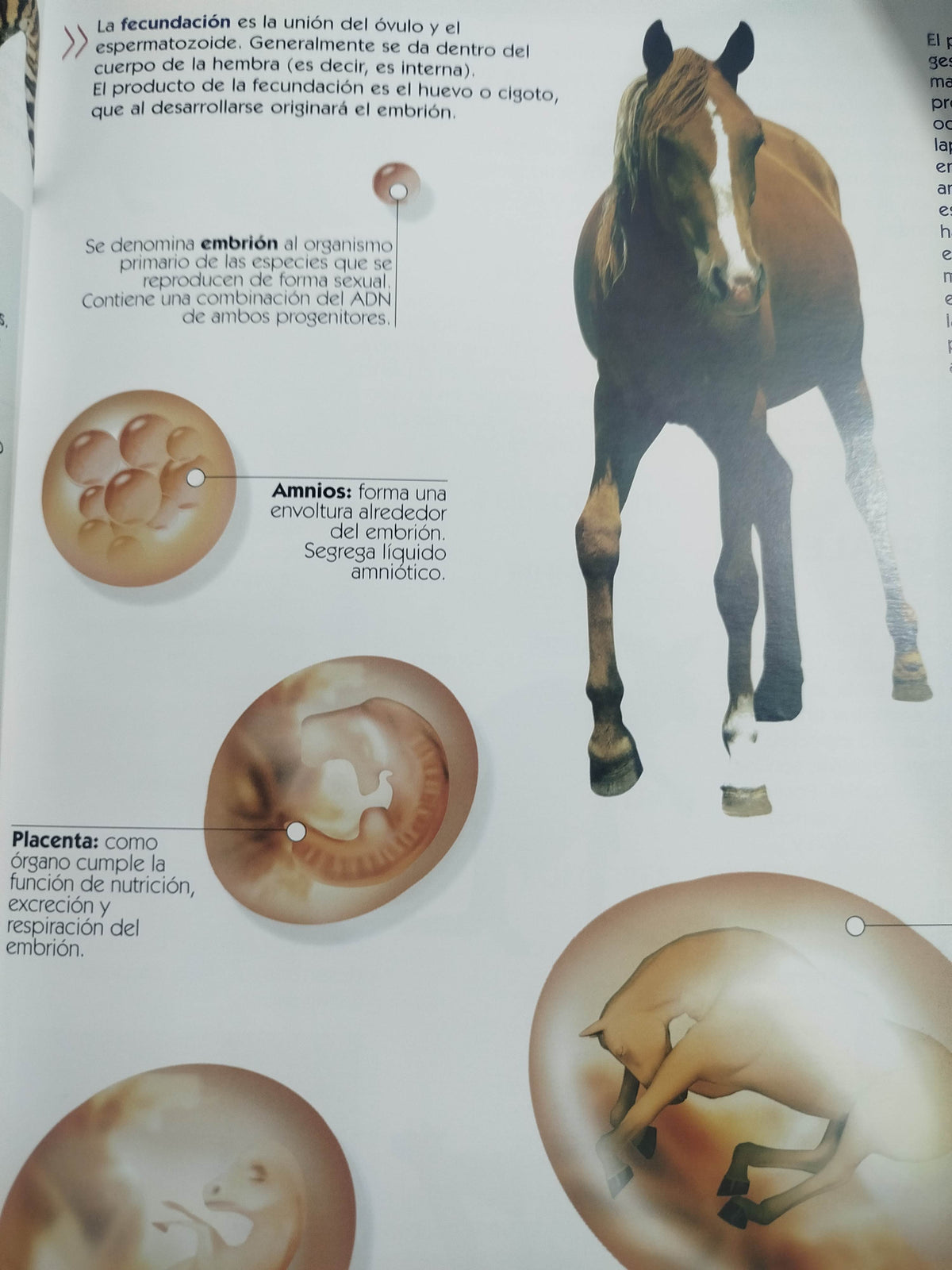 Atlas visual del reino animal by adriana cuenca