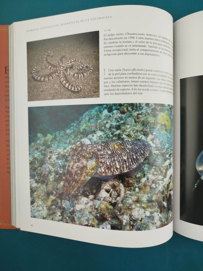 Animales fantásticos maravillas de la naturaleza