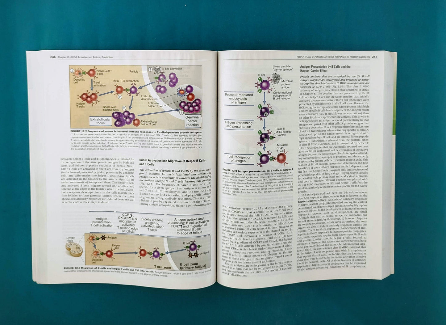 Cellular and molecular immunology eight edition