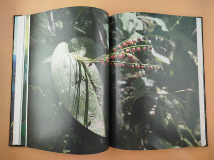 Orquídeas En La Niebla